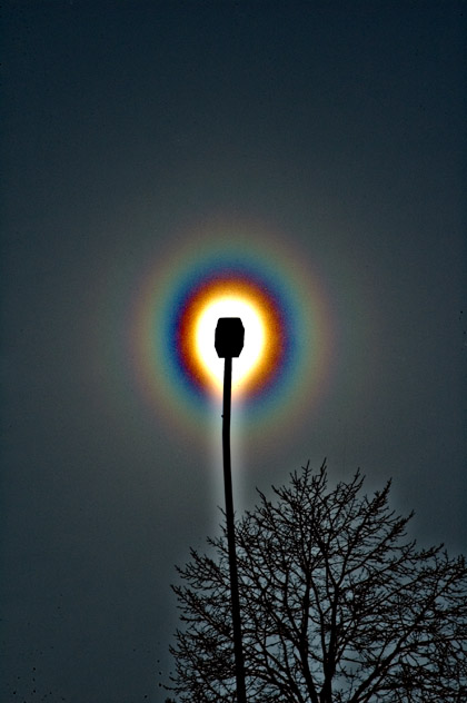 Birch pollen corona